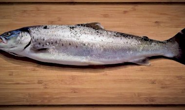 Festa da Truta em Paredes de Coura