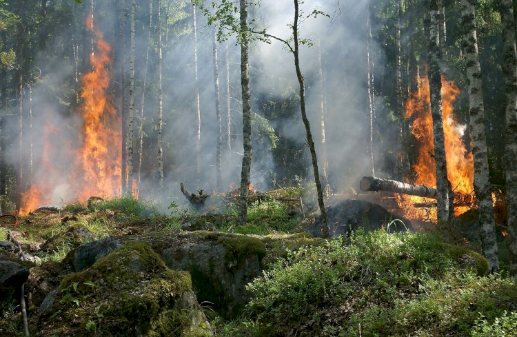 Sintra reforça defesa da floresta contra incêndios