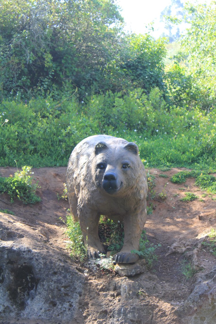 Mata Nacional do Urso - Pombal