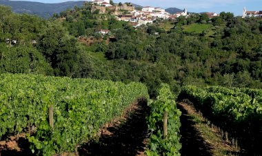 5ª Edição de “O Mundo do Vinho”