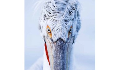 Quase metade das espécies de aves do mundo estão em declínio e uma em cada oito ameaçadas de extinção