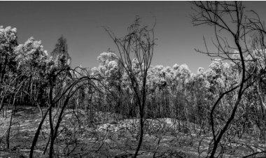 5 anos a superar a destruição em comunidade