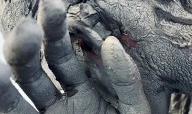 Espectáculo de dança "Agarra a minha mão e… " no Teatro-Cine de Torres Vedras