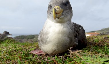 Corvo apaga as luzes para salvar aves marinhas