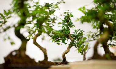 Workshops do Museu do Oriente desvendam o mundo natural