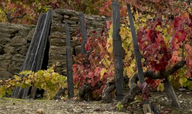 Enoturismo - Provesende, concelho de Sabrosa