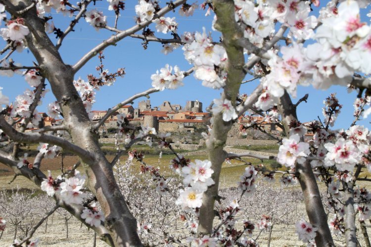 Figueira de Castelo Rodrigo celebra 82 anos da Festa da Amendoeira em Flor