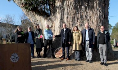 Eucalipto de Contige recebe placa da 6.ª edição nacional da Árvore do Ano