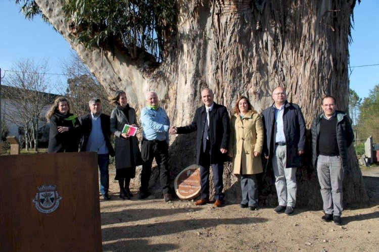 Eucalipto de Contige recebe placa da 6.ª edição nacional da Árvore do Ano