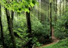 Florestas geridas pela Parques de Sintra retêm mais de 220 mil toneladas de carbono