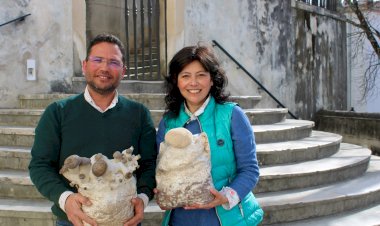 Projeto da Universidade de Coimbra recebe cerca de 400 mil euros do PRR para potenciar o cultivo sustentável de cogumelos