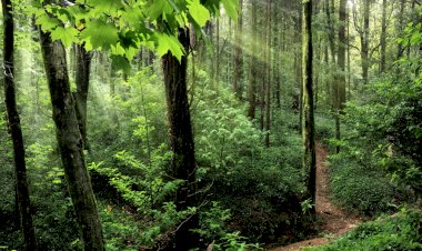 Florestas geridas pela Parques de Sintra retêm mais de 220 mil toneladas de carbono