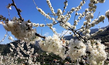 Rota das Cerejeiras em Flor regressa a Resende
