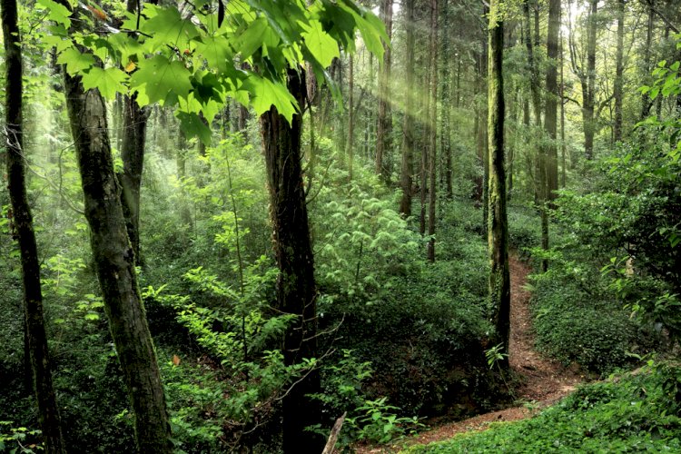 Florestas geridas pela Parques de Sintra retêm mais de 220 mil toneladas de carbono
