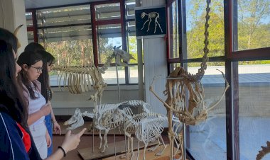 Mais de 50 esqueletos para visitar  no Museu de Anatomia Animal da UTAD