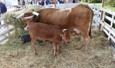 Vouzela recebe Festival da Vitela de Lafões de 25 a 28 de Maio