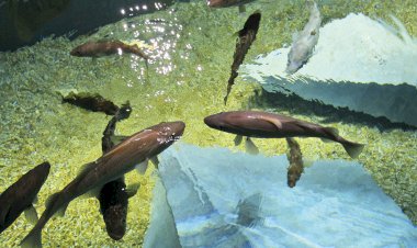 Museu Marítimo duplamente distinguido pela Associação Portuguesa de Museologia