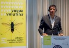 Seminário apresentou resultados do projecto de combate à vespa asiática em Viseu Dão Lafões