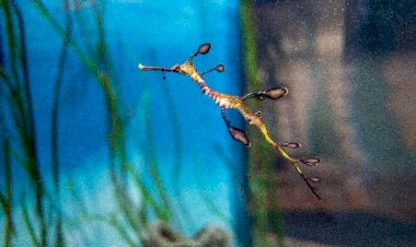 Da Austrália para o Porto: chegou uma nova espécie ao SEA LIFE