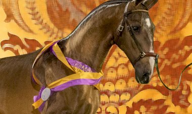 XV Feira do Cavalo  de Ponte de Lima