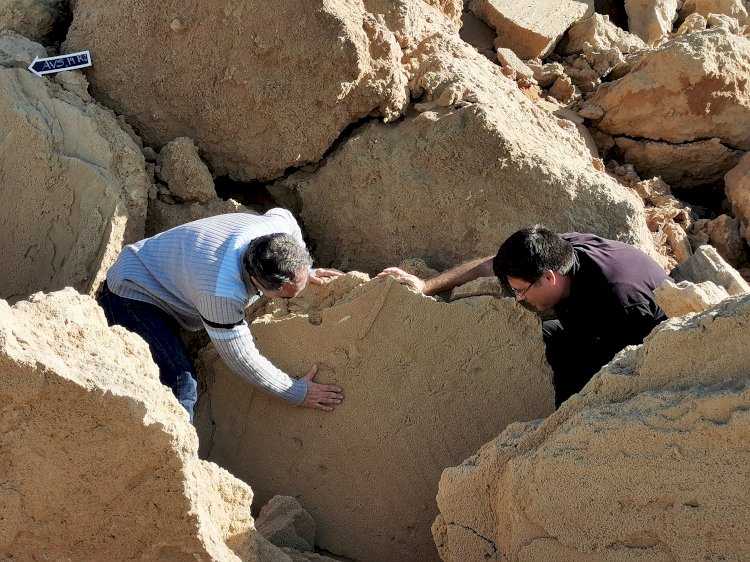 Dois novos fósseis encontrados na costa sudoeste de Portugal