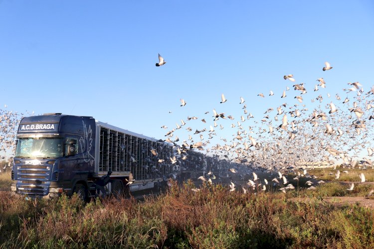 Quatro mil pombos voam de Barcelona para Portugal