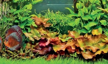 Aquariofilia, uma paixão!