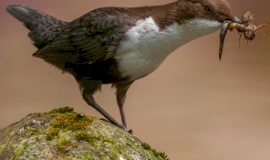 As maiores trilobites do mundo