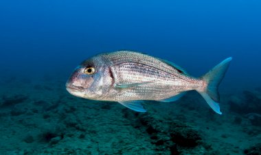 Museu Marítimo de Ílhavo com conversa sobre biotecnologia e biodiversidade
