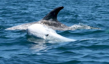 Invadir o lar de Neptuno