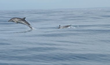 Oceanário defende polvos e pradarias-marinhas