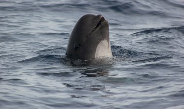 Selvagens: uma "pérola do Atlântico"