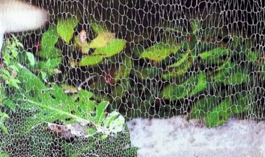 Conceição Abreu expõe “Entre as linhas de pescar e de tecer” no Museu de Portimão