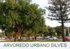 Arvoredo urbano do Concelho de Silves