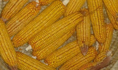 Museu Municipal de Loulé Promove Actividades Dedicadas a Tradições Agrícolas do Interior em Querença e Alte