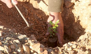 16ª Encontro de Escalada promove a reflorestação da  Serra das Talhadas