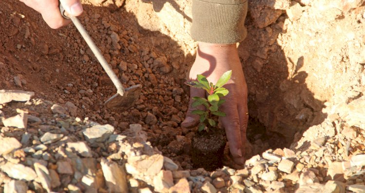 16ª Encontro de Escalada promove a reflorestação da  Serra das Talhadas