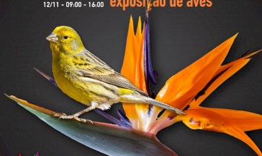 XXIII Campeonato de Ornitologia da Madeira