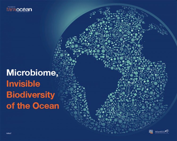 “Microbioma, a Biodiversidade Invisível do Oceano”