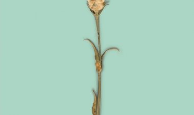 Edição de Natal da “Egoísta” louva a democracia com “Cartas para a Liberdade”