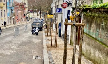 CM de Coimbra finaliza plantação de 120 árvores prevista ao abrigo do COMPETE