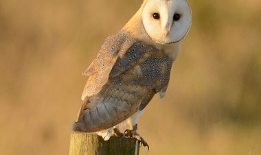 Projecto de ciência cidadã conta 800 casais de coruja-das-torres em Portugal