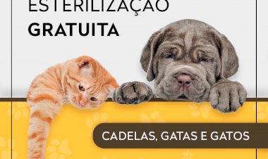 Ponta Delgada volta a promover campanha de esterilização gratuita