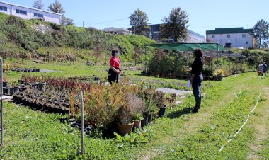 Troque resíduos por plantas