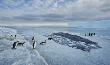 “De Polo a Polo. Uma viagem aos grandes paraísos naturais com a National Geographic”