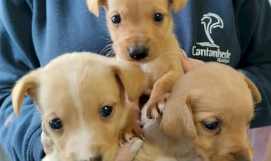 Município de Cantanhede apoia a esterilização de animais de estimação