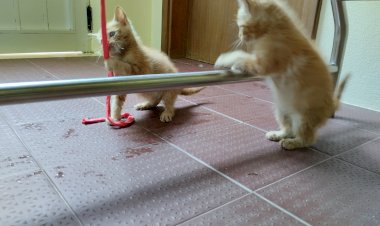 CM Cantanhede lança programa para promover a adopção de animais de companhia