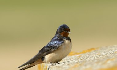 A Primavera tem cada vez menos andorinhas