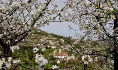 Cerejeiras em Flor convidam a uma visita a Resende