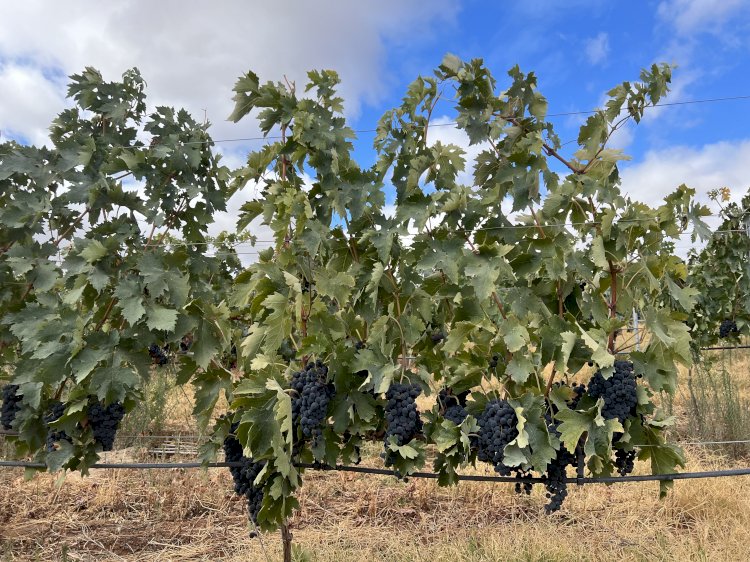 Herdade da Amada, Novo Projecto Vínico em Elvas, apresenta o seu primeiro Vinho Tinto